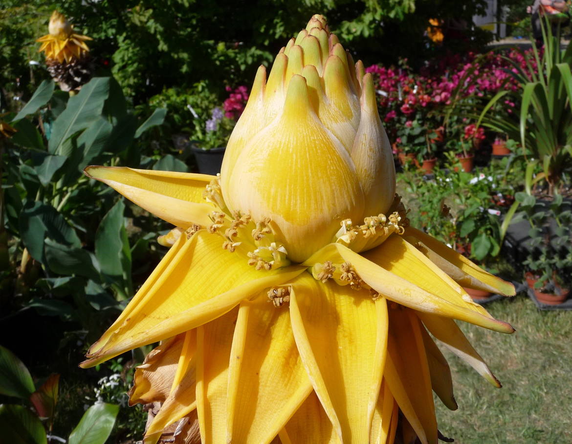 Fleur jaune de babanier