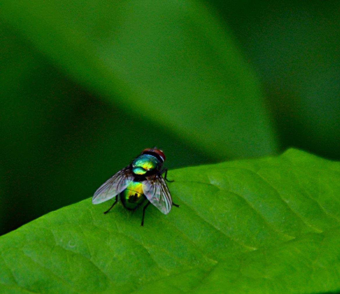 Mouche mordorée