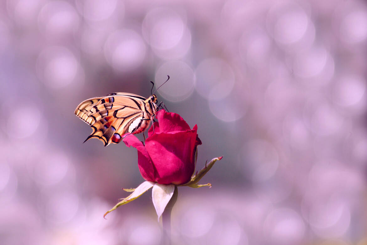 fotoduelo 1er trimestre 2025 - Macro