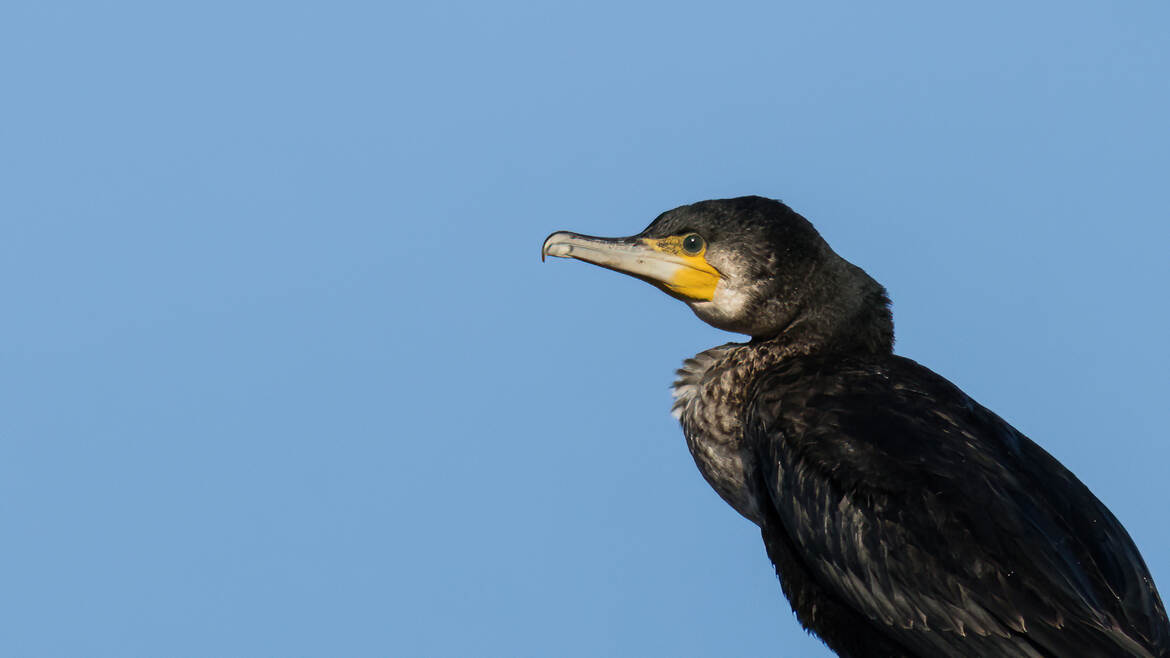 Profil de Grand cormoran