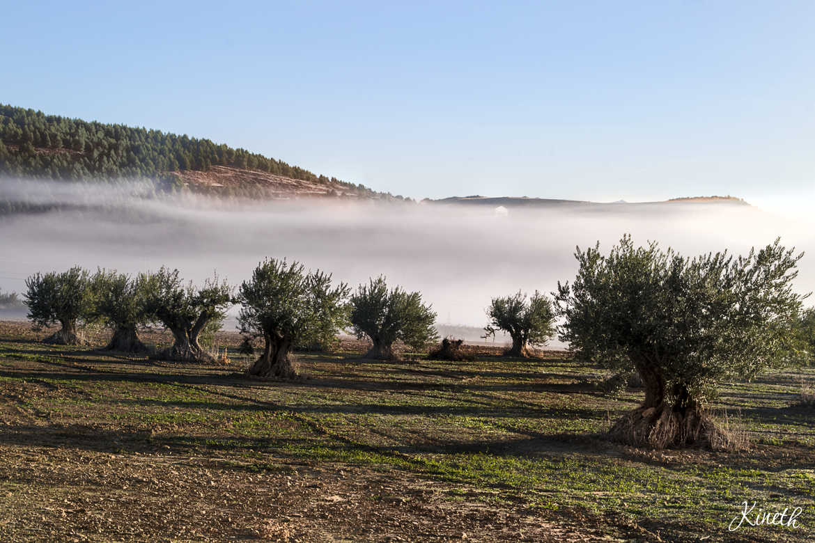 Brume matinale sur les oliviers en Espagne