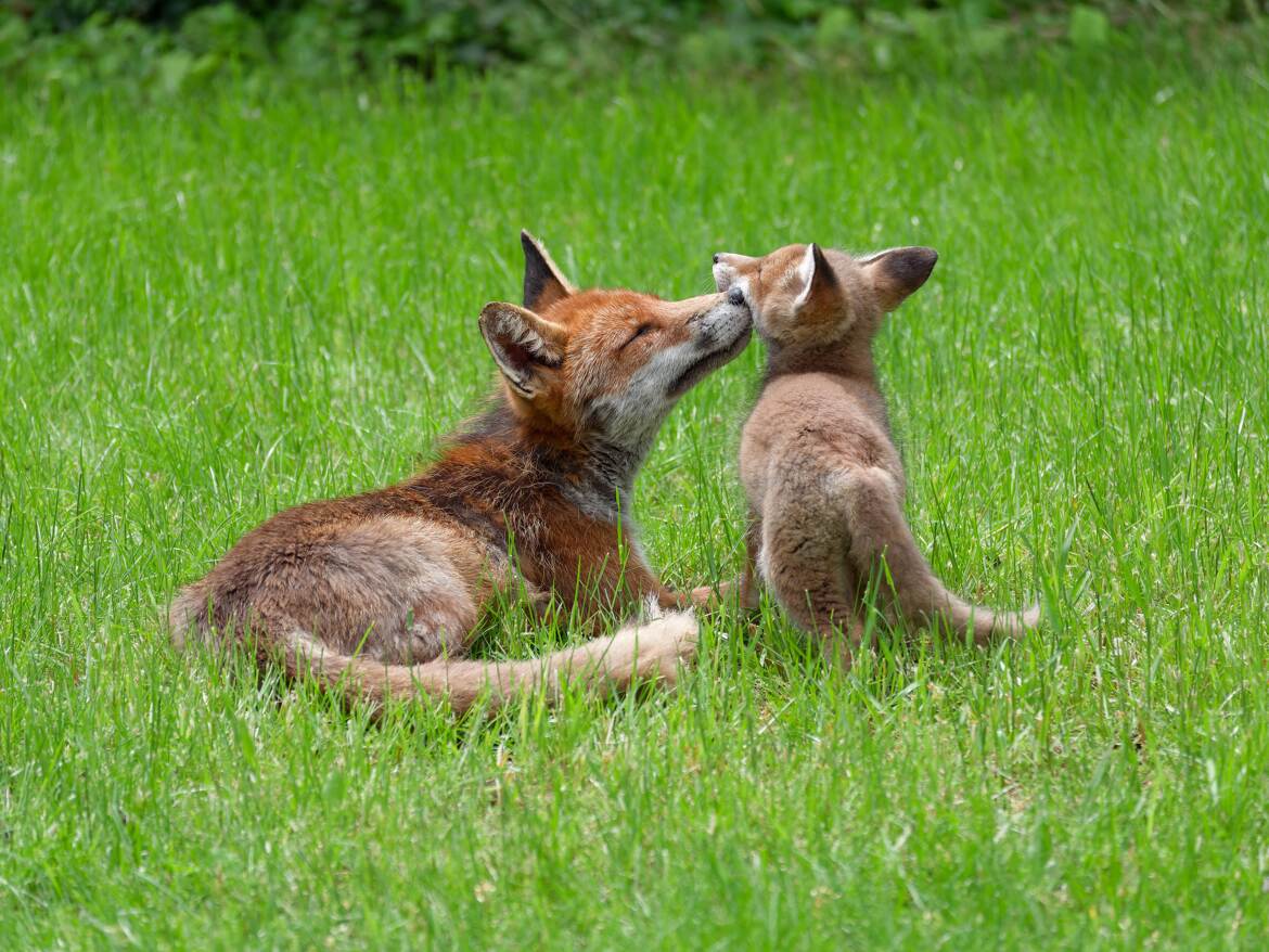 Tendresse