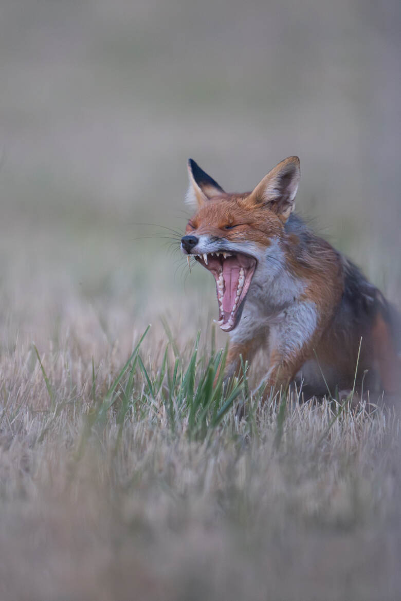 Un p'tit coup de fatigue