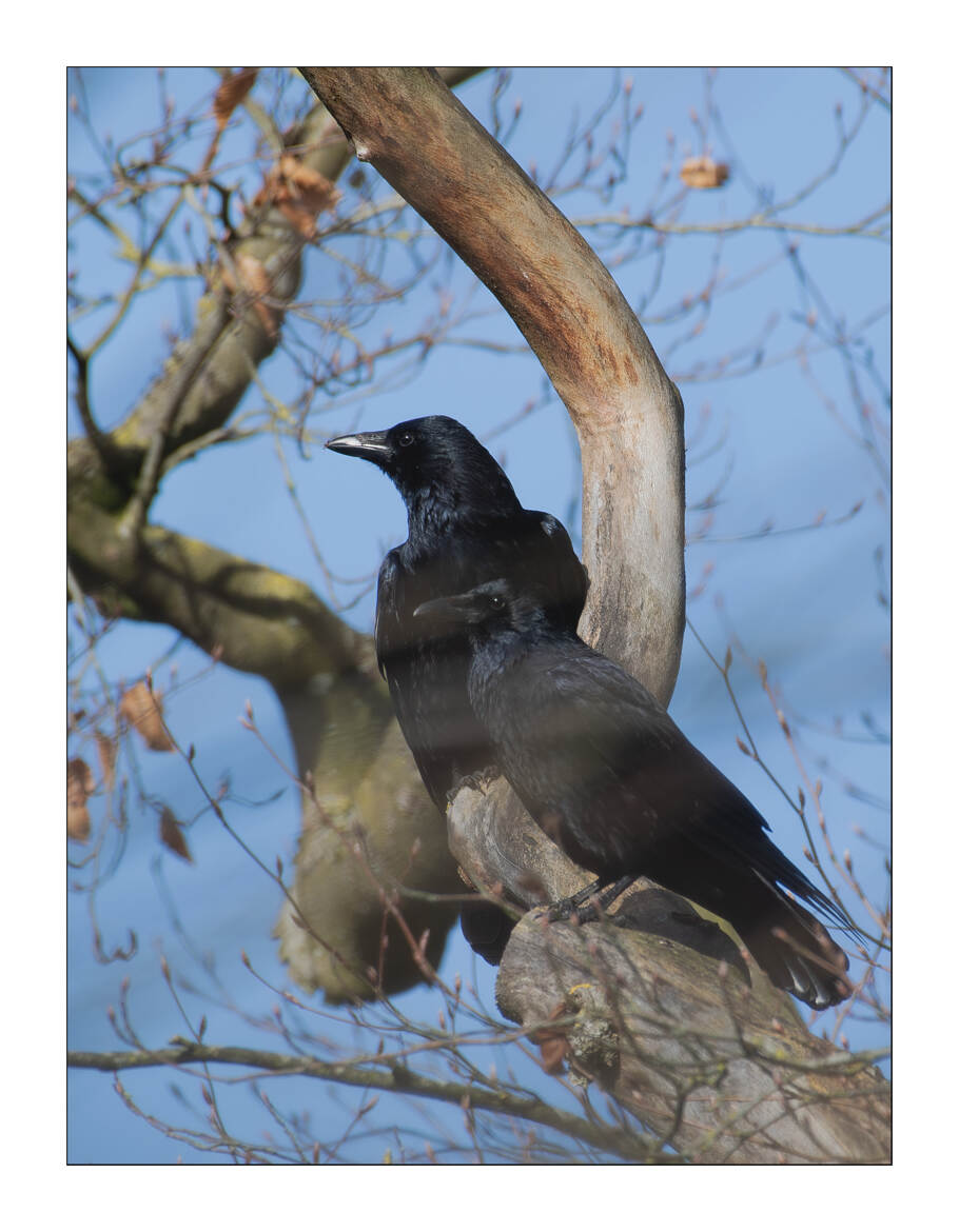 La Corneille A l'abri des regards