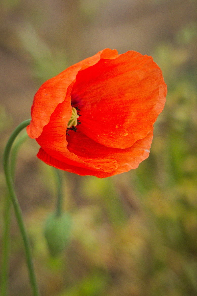 gentil coquelicot ....