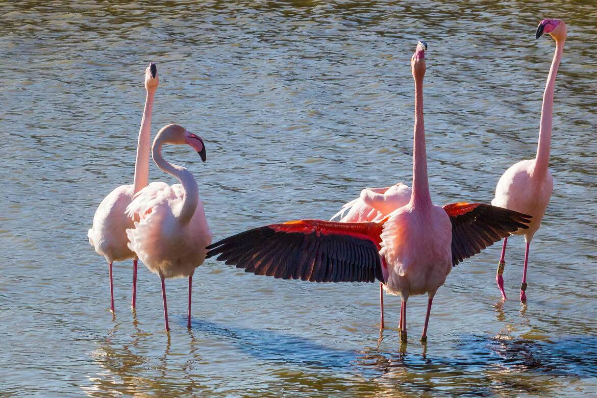 III .Ecarter les ailes et montrer ses couleurs.