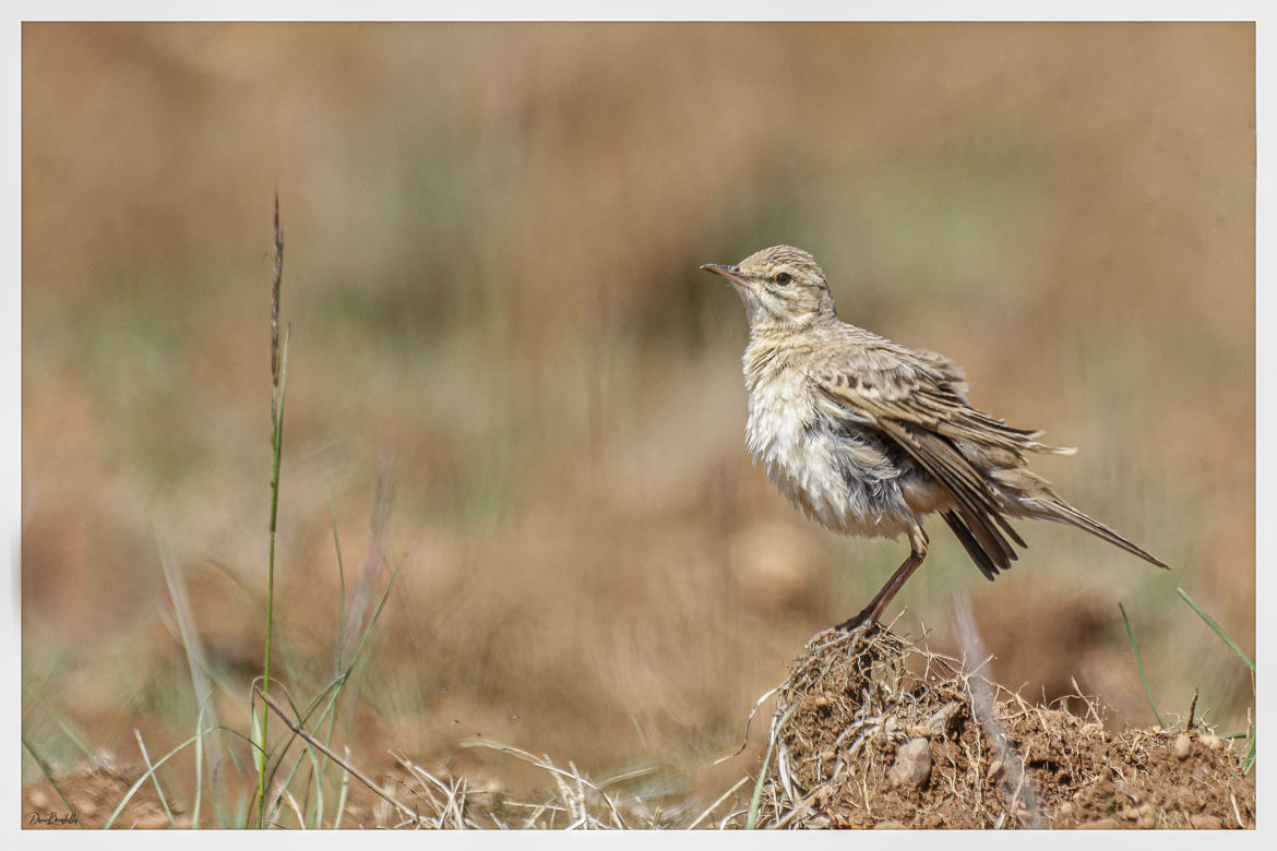Pipit rousseline Anthus campestris - Tawny Pipit