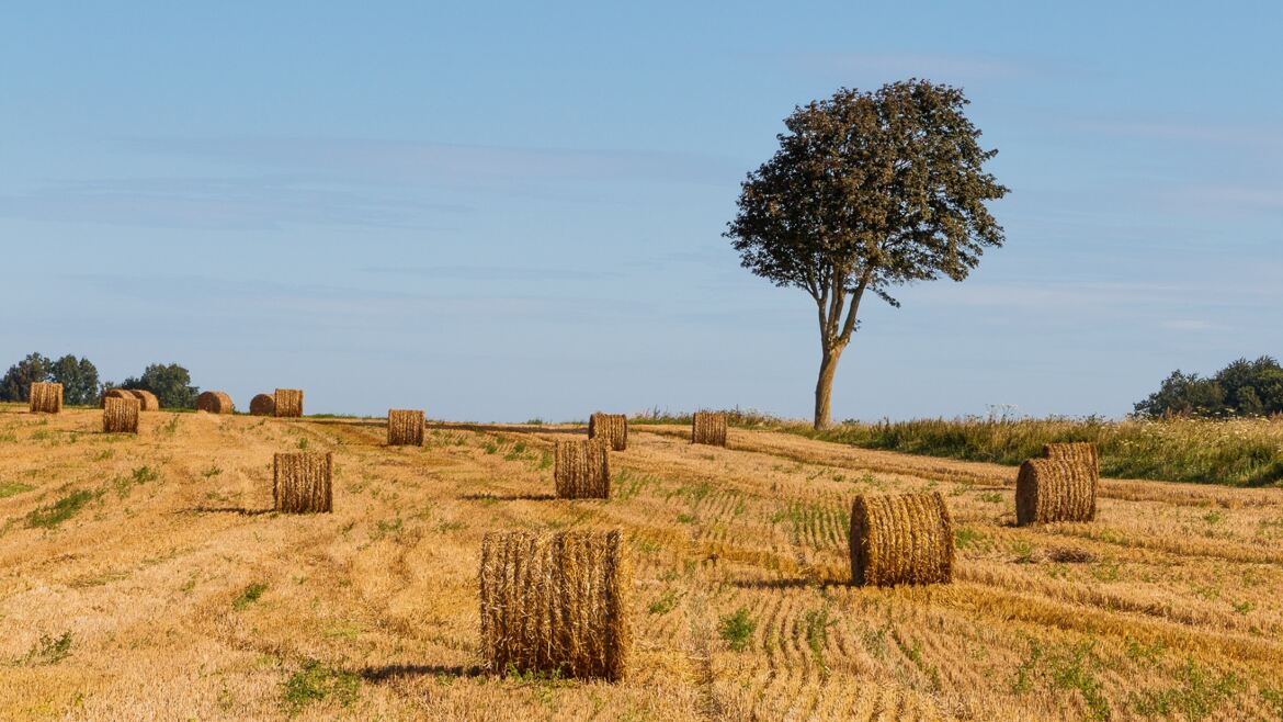 Dans la Somme