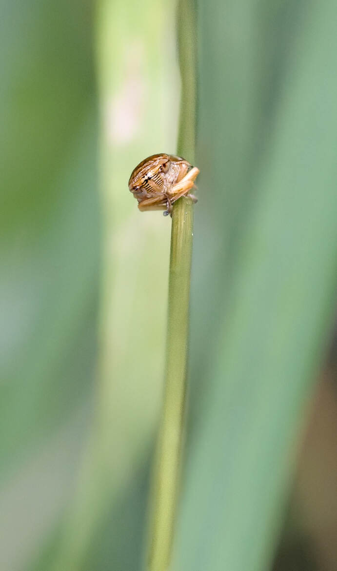 Cicadelle écumeuse (3)