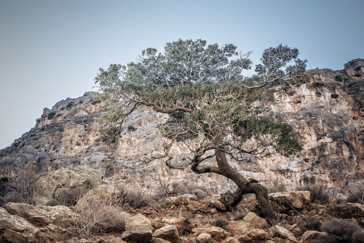 Tree and Stone 2