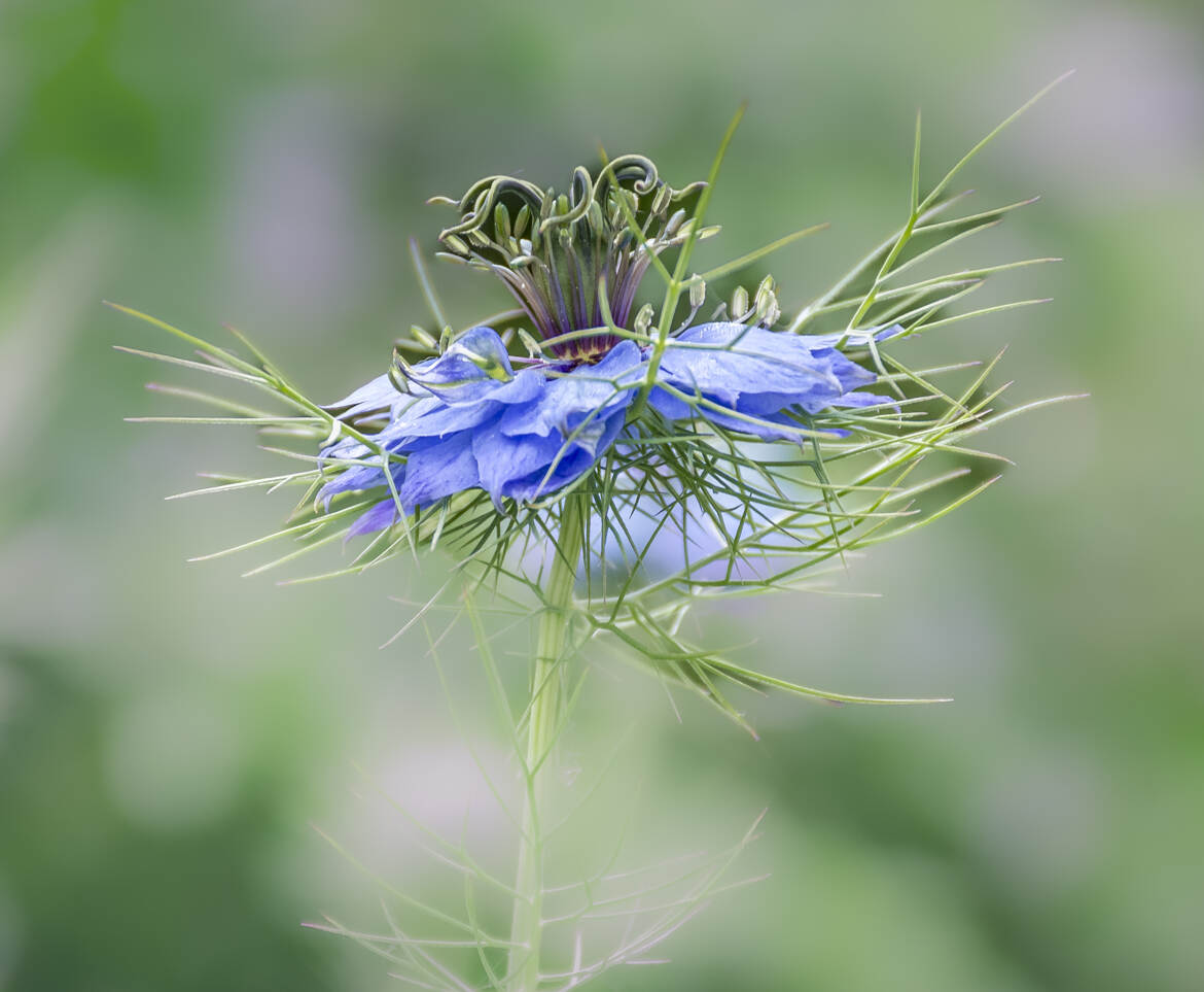 Au milieu de la verdure