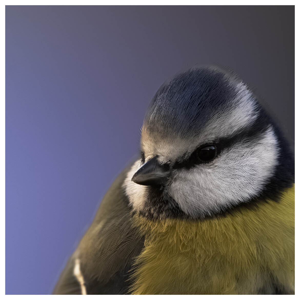 Gros plan d'une Mésange bleue