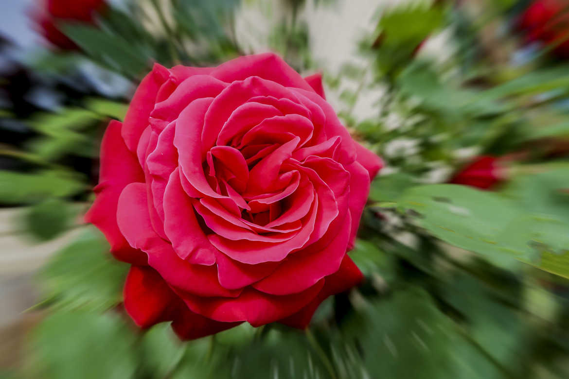 une rose du jardin