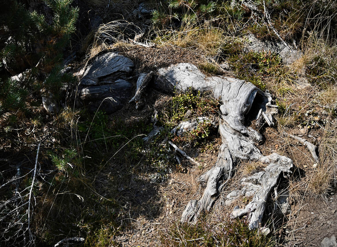Zoomorphisme végétal
