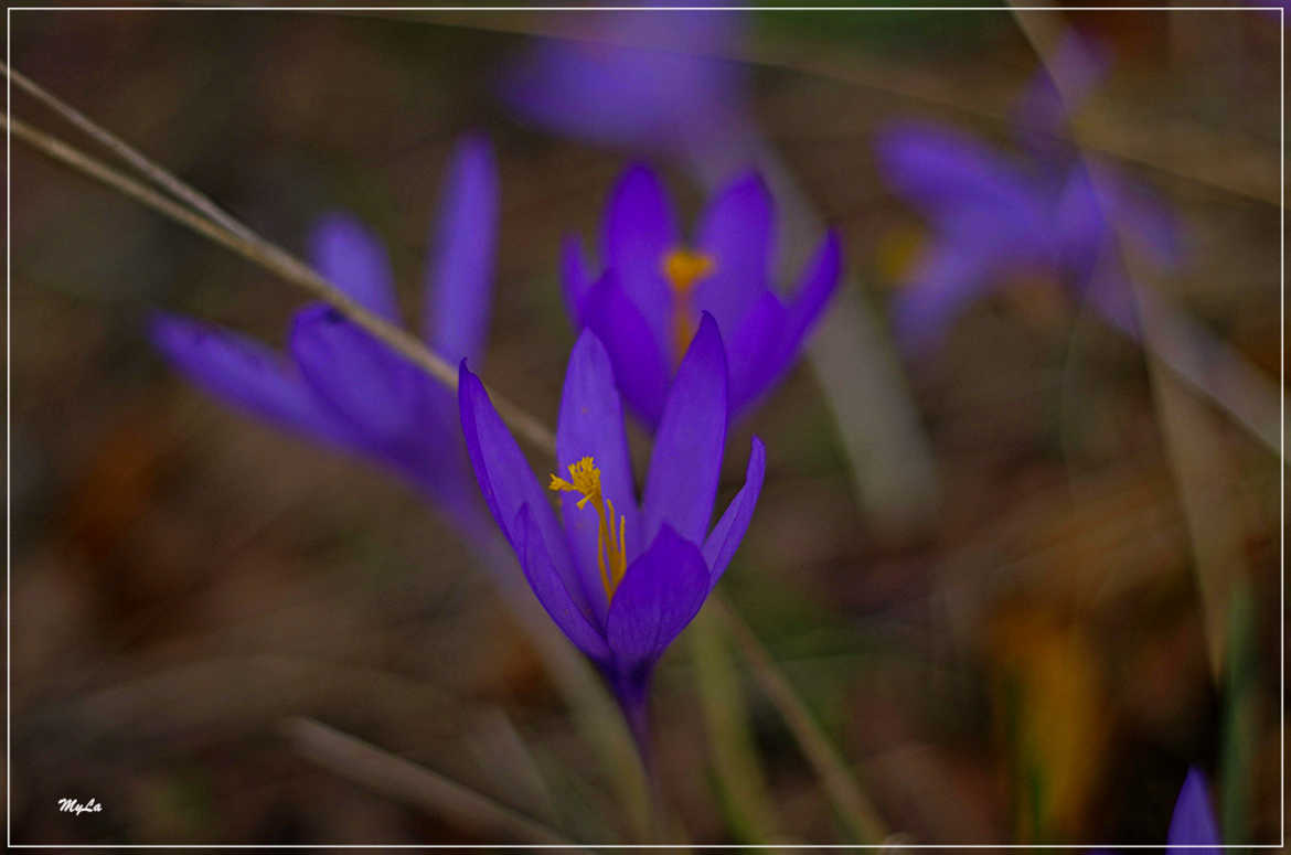 Fleurs de saison