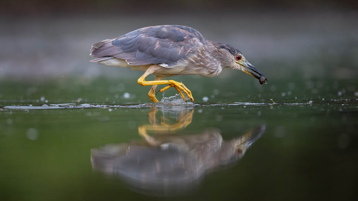 Jeune héron Bihoreau