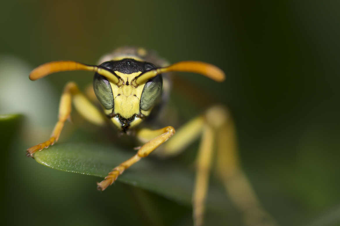 Regard vitreux