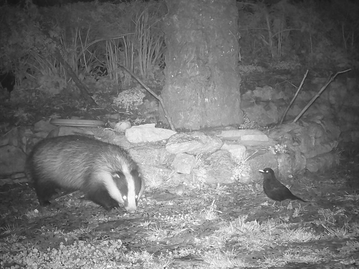 Le blaireau, la souris et le merle