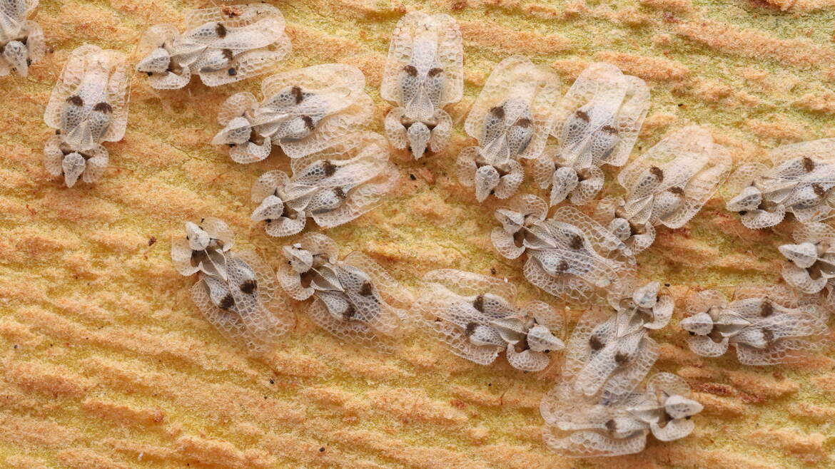 Il y en a du monde là dessous !