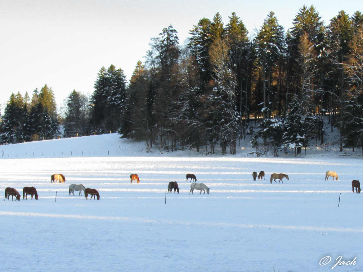 chevaux