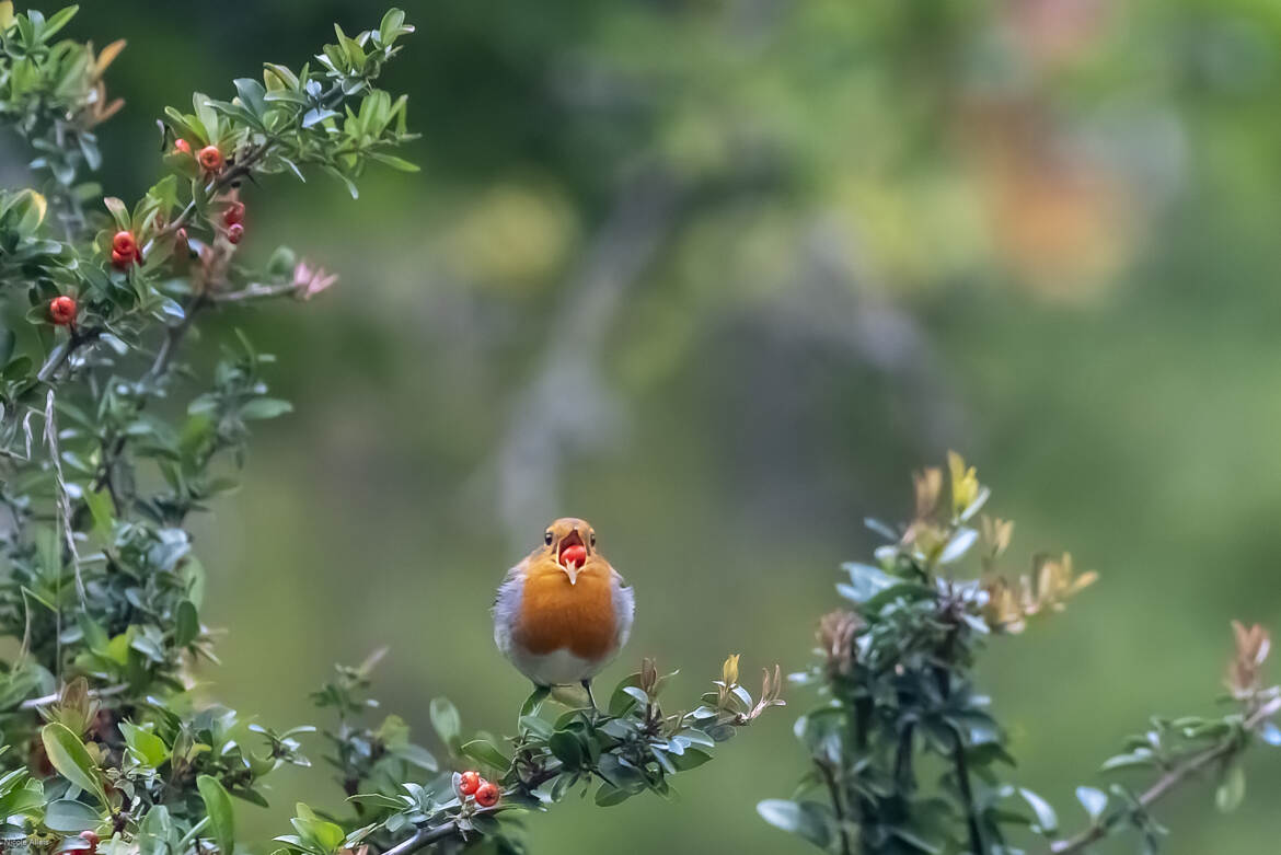 L'oiseau et son fruit !