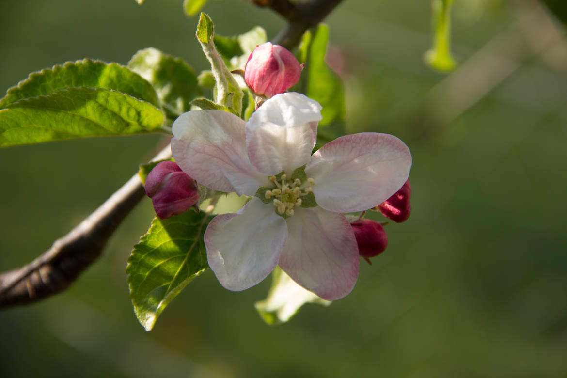 Pommier en fleur