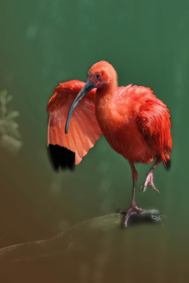 Ibis rouge