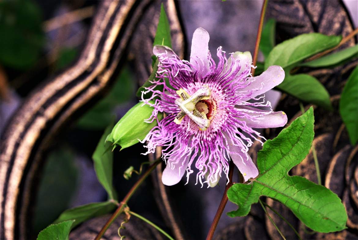 Fleur de la passion