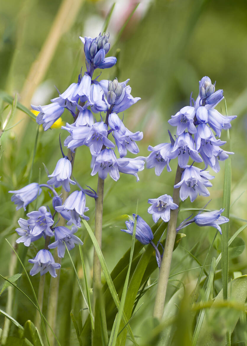Jacinthe des bois (La Scille Campanule )