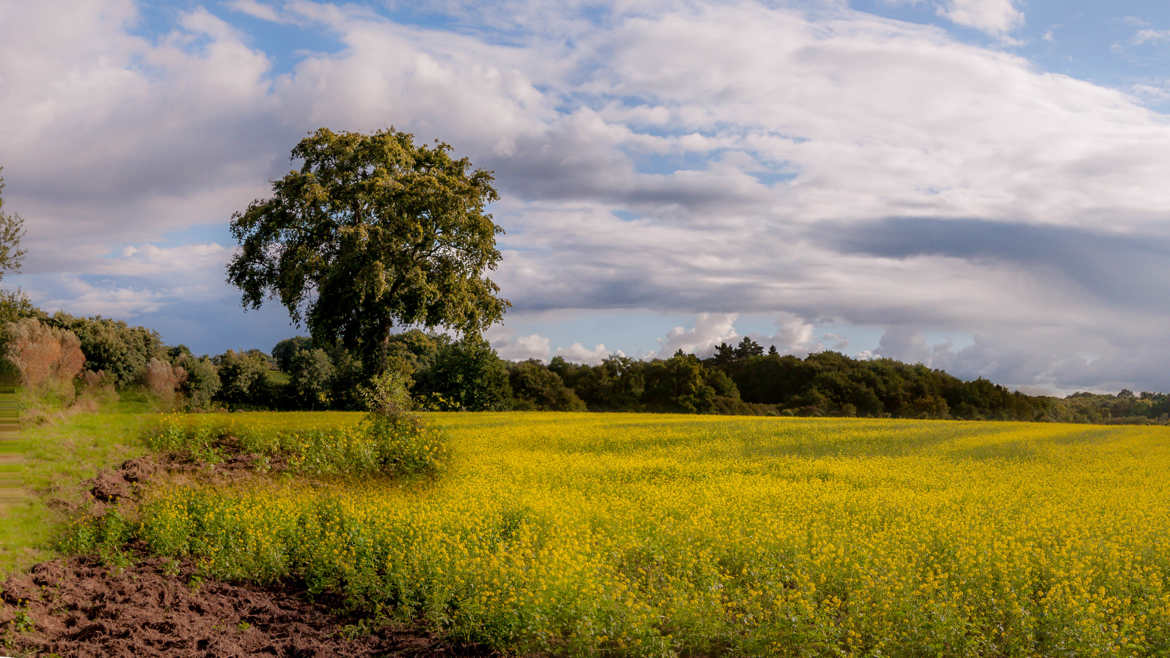 campagne orvaltaise