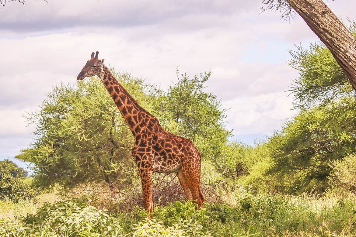 Mon profil gauche ...