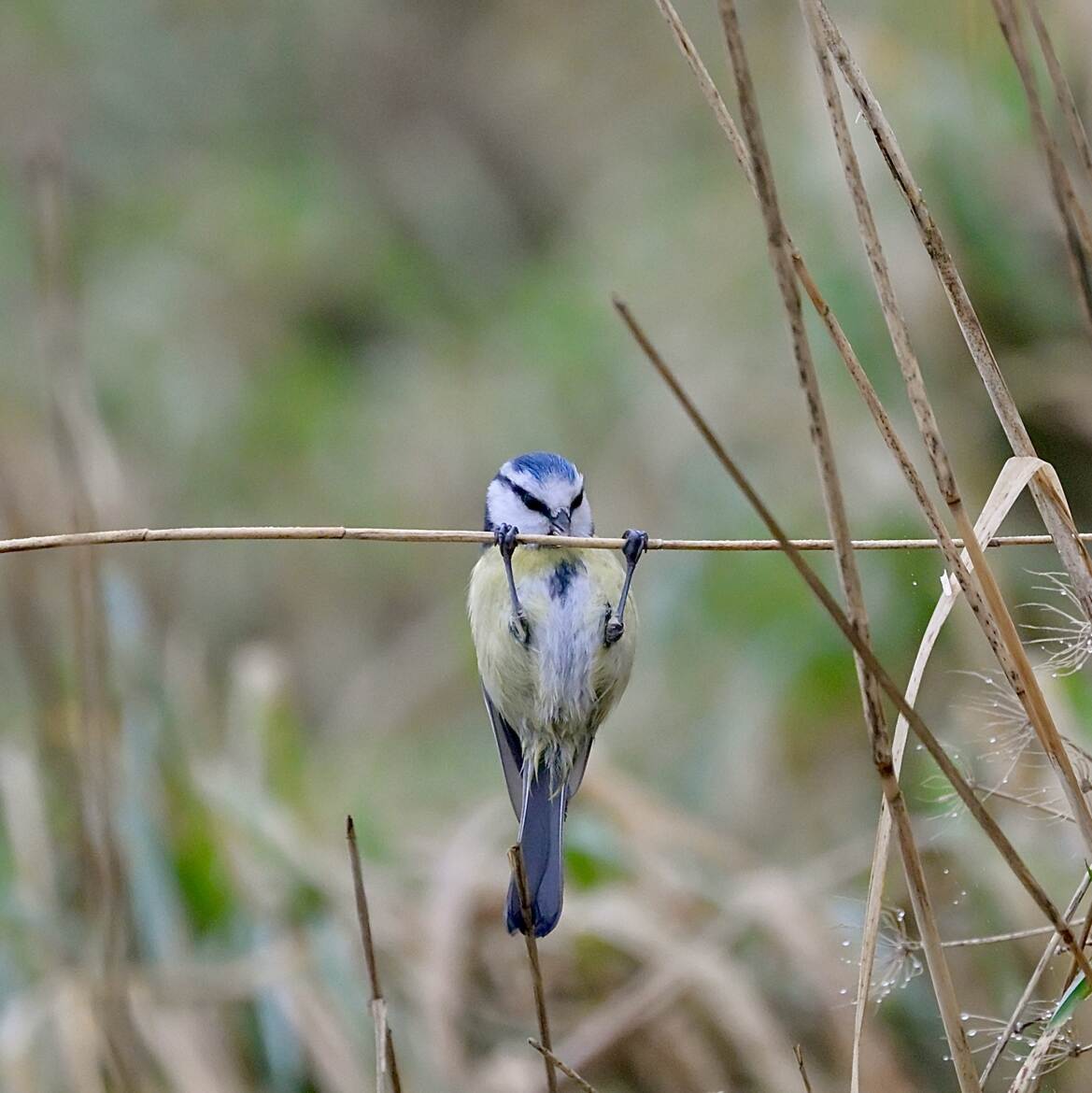 Encore dix et j'arrête.