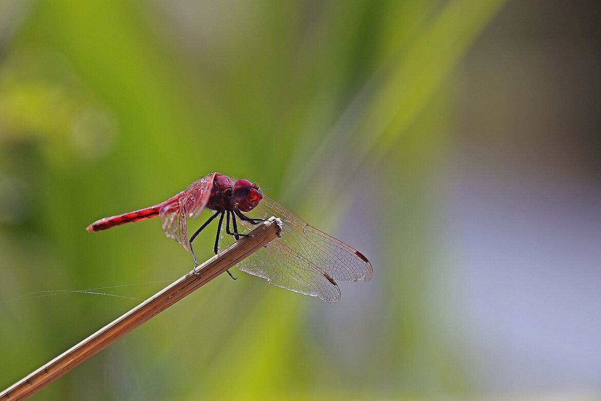une rouge