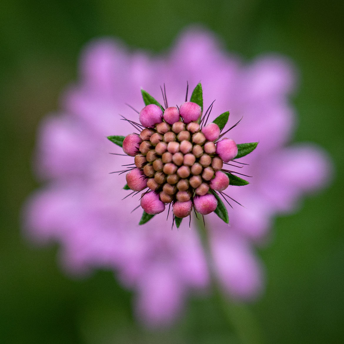 Coeur de fleur