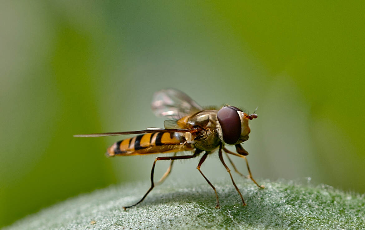 Syrphe
