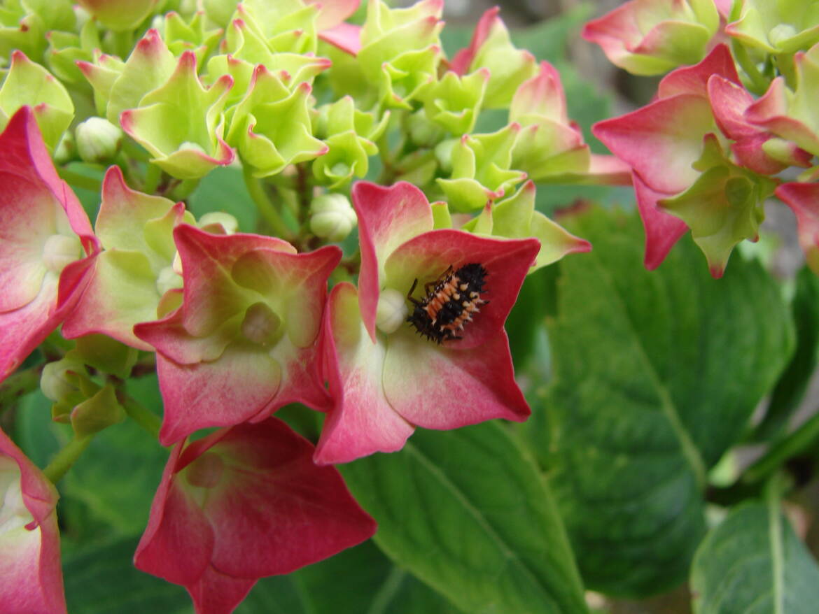 Future Coccinelle
