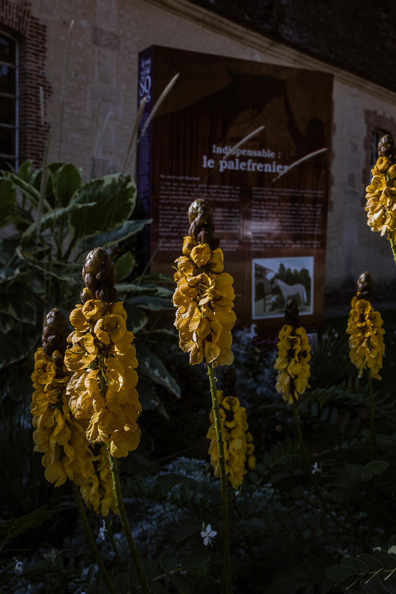 Fleurs jaunes