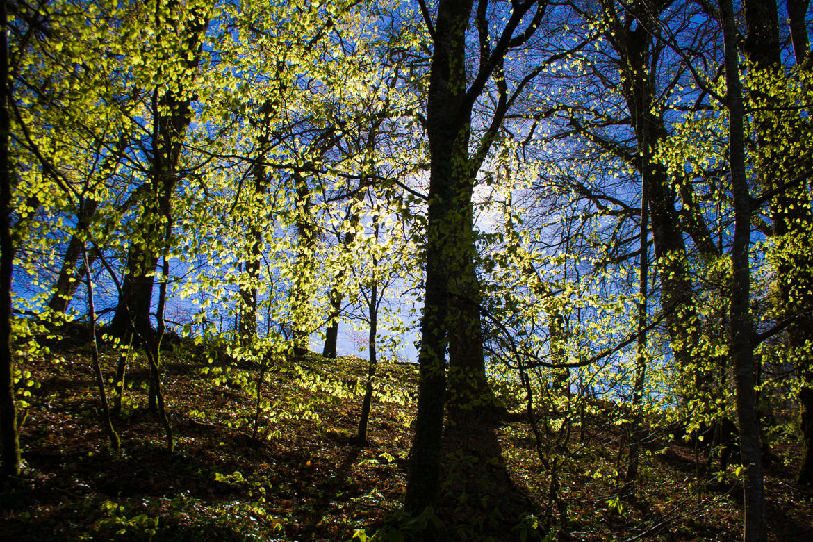 le sous bois s'éveille 2