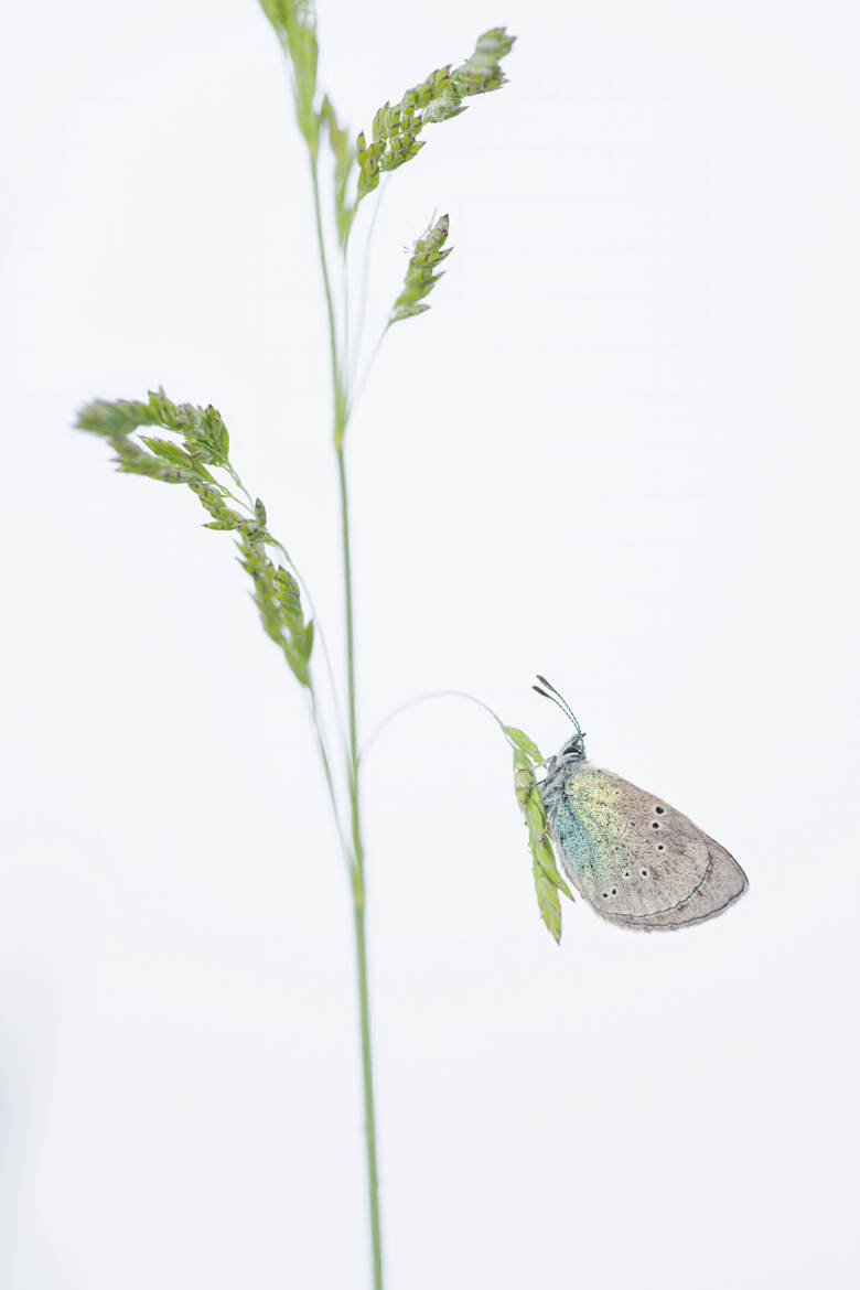 Douceur du petit matin.