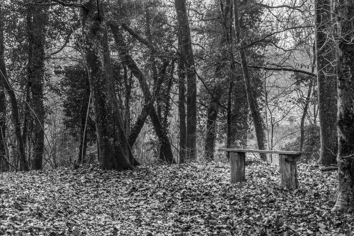 La solitude d'un banc dans le bois