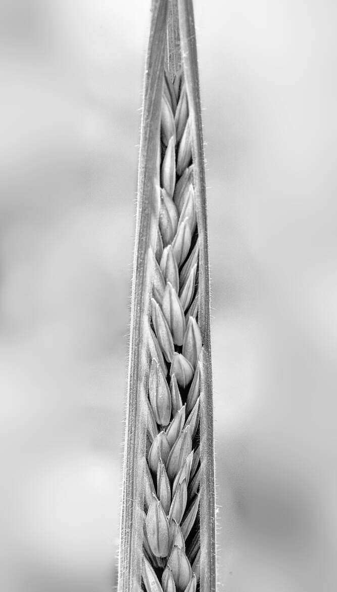 Nature monochrome (21)