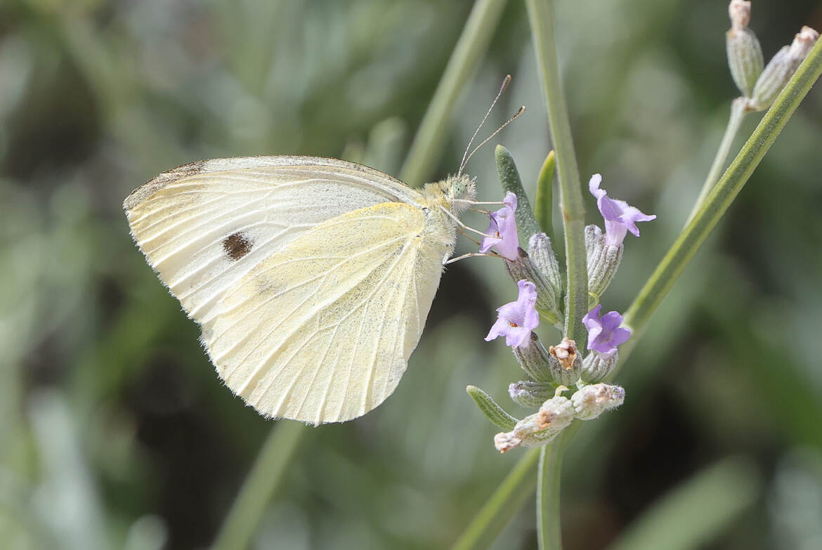 profiter des dernières fleurs