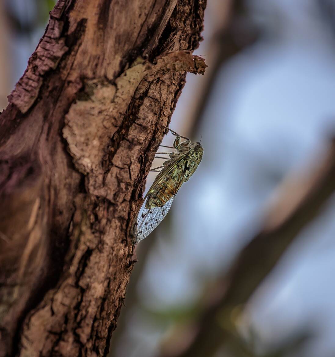 La cigale, ayant chanté tout l'été...