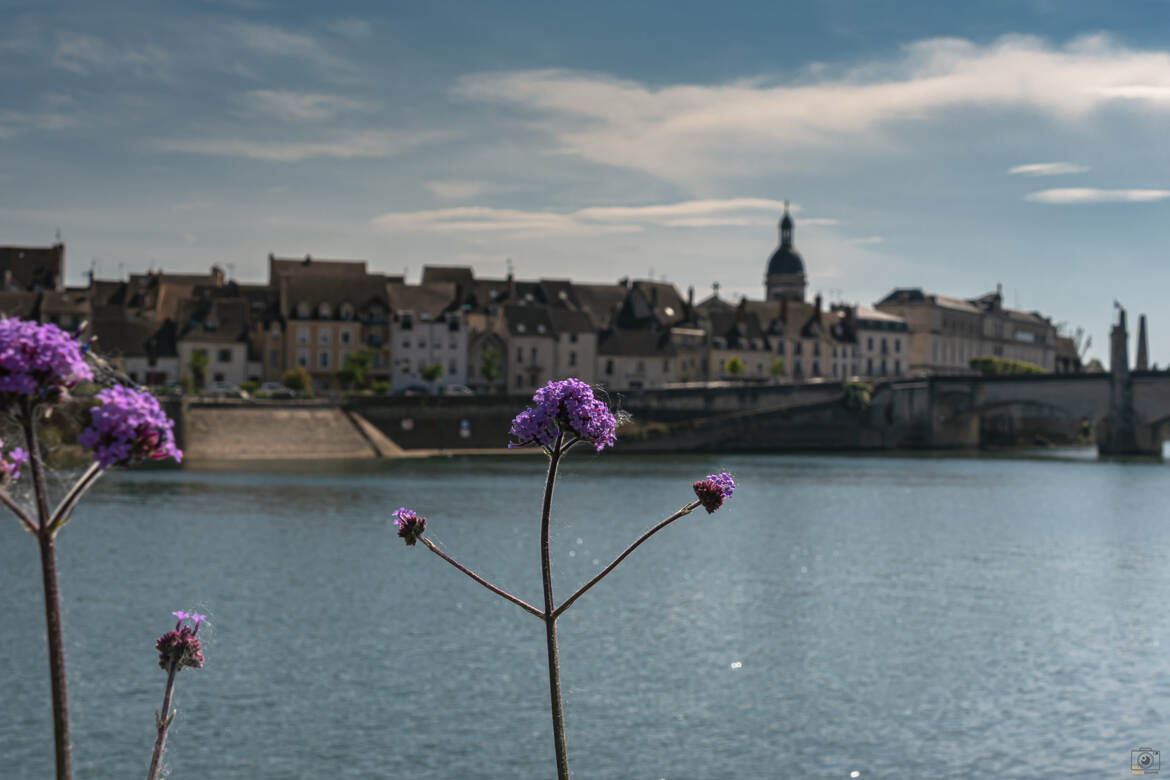 Fleurs en bord de Saône