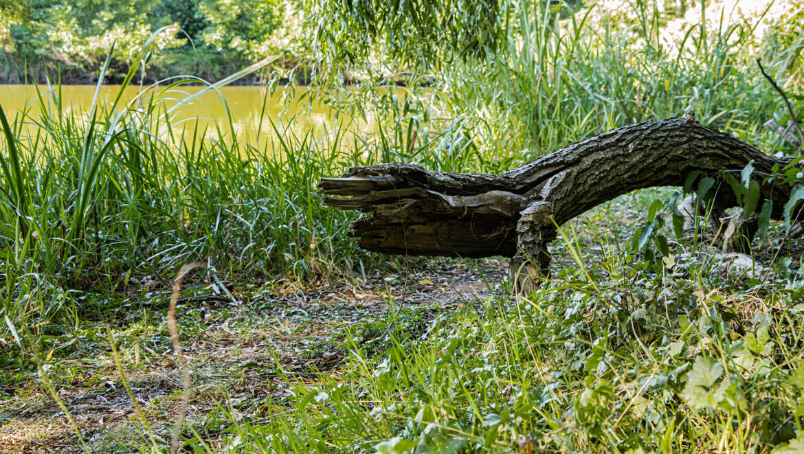 vite à l'eau