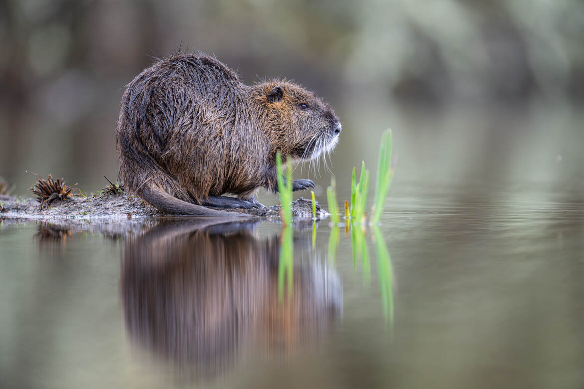 Deux pour le prix d'un