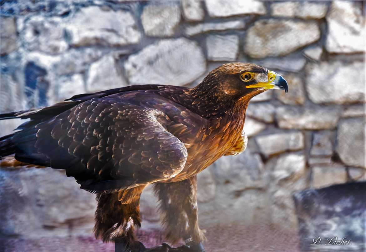 L'aigle de Flémalle.