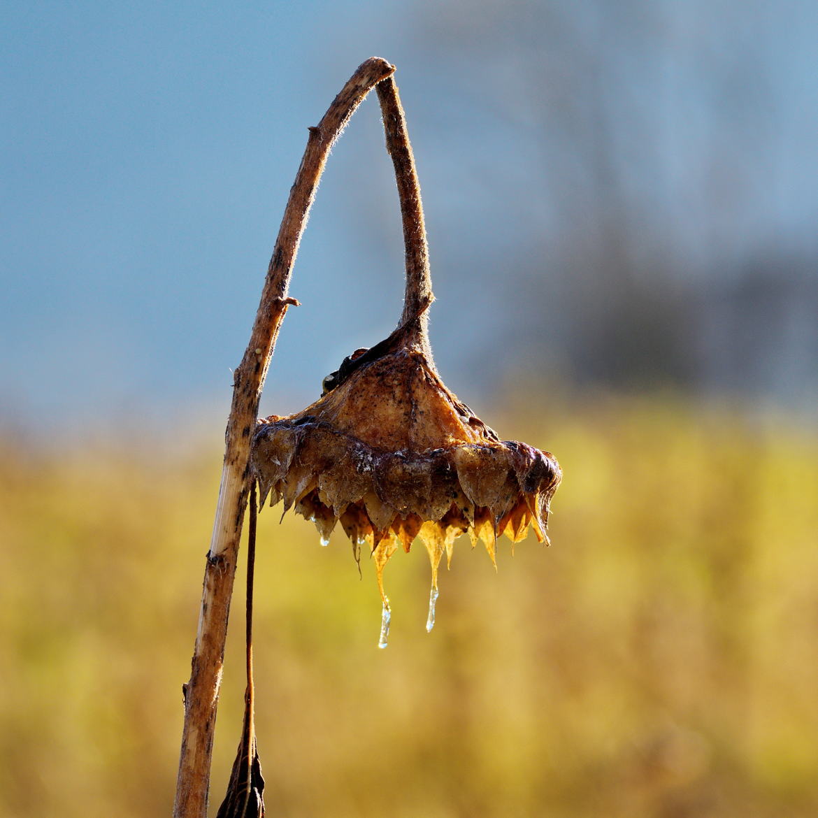 Tournesol d'hiver