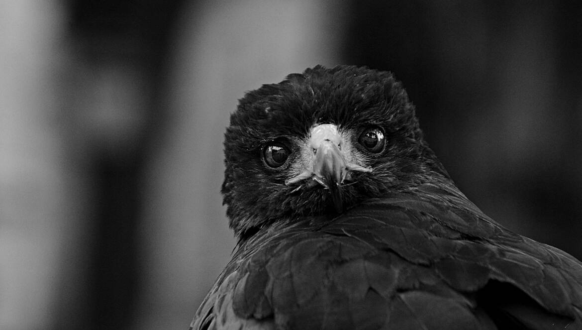 Mon strabisme, c'est mon charme en N1B