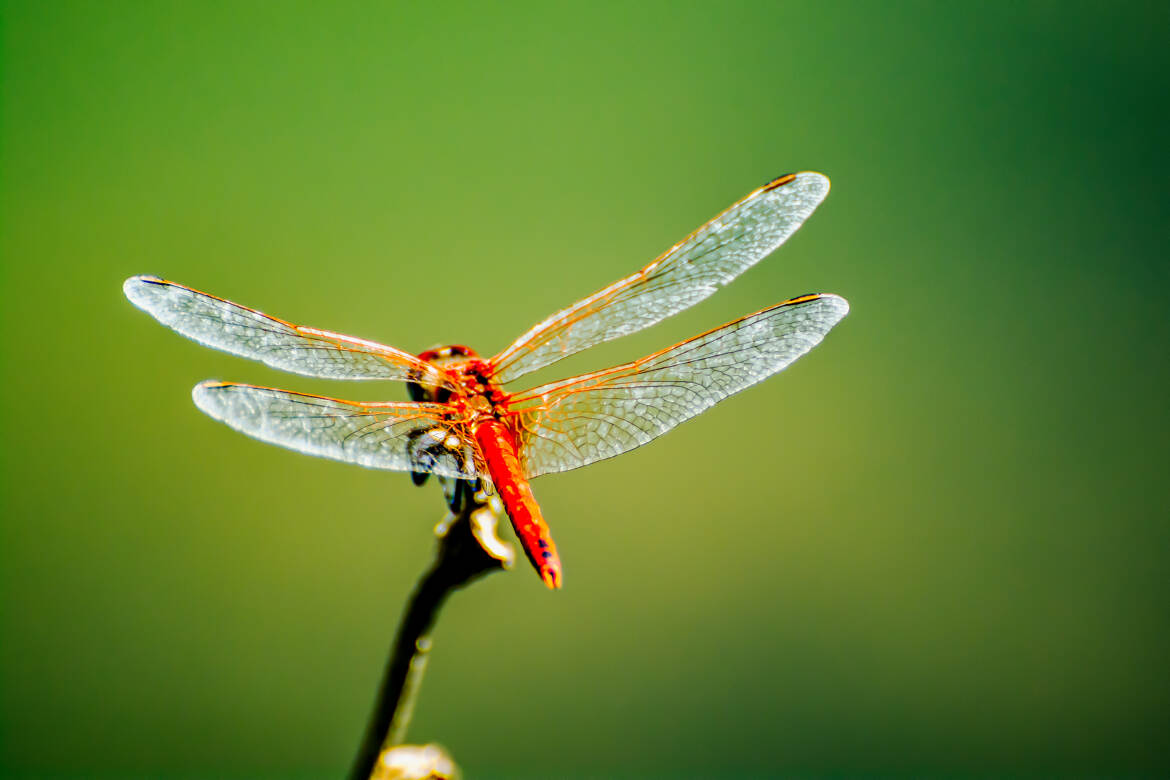 Belle transparence 2